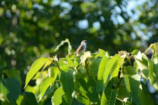 Image of Prinia subflava affinis (Smith & A 1843)