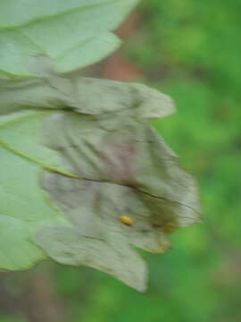 Image of <i>Phytomyza actaeae</i>