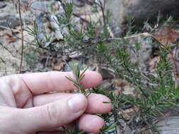 Plancia ëd Conradina verticillata Jennison