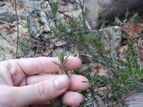 Image of Cumberland false rosemary