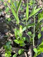 Image of Florida Bellwort