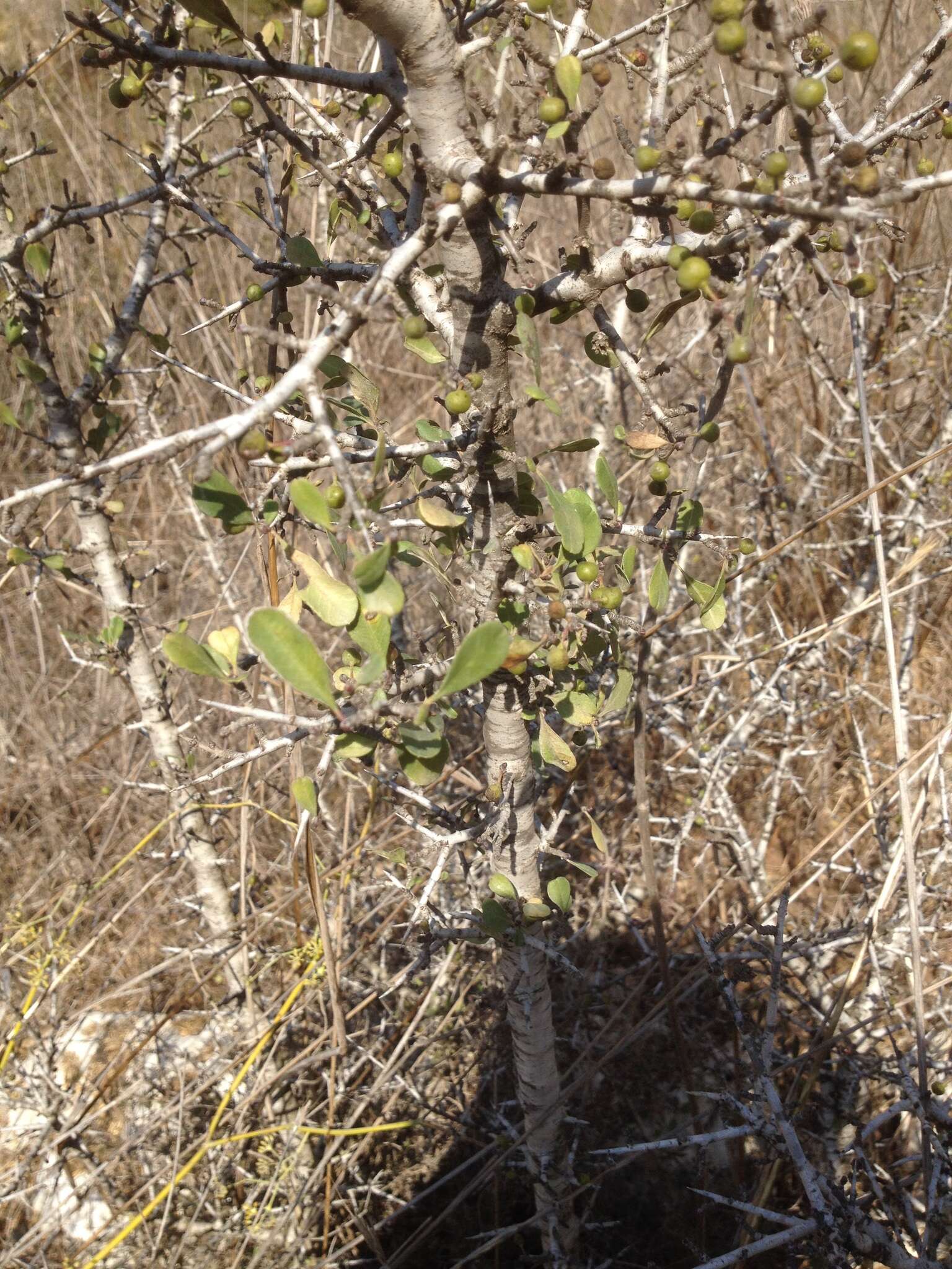 Image of European buckthorn