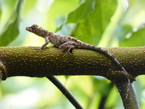 Image of Anolis ortonii Cope 1868