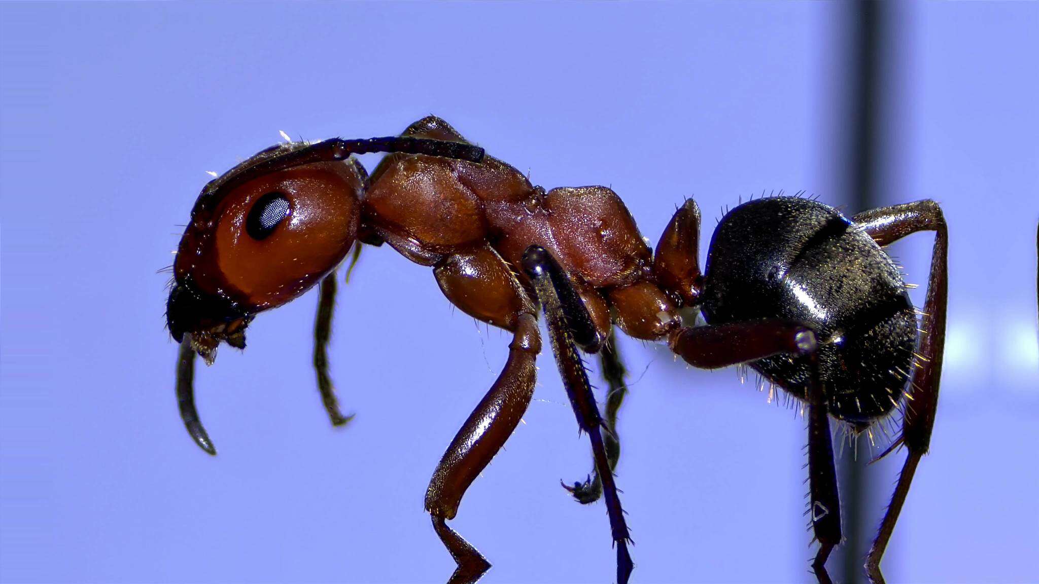 Image of Formica rubicunda Emery 1893