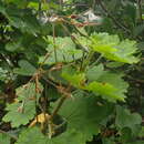 Image of horseshoe geranium