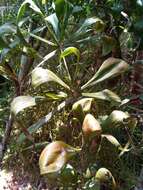 Image of Dypsis nodifera Mart.