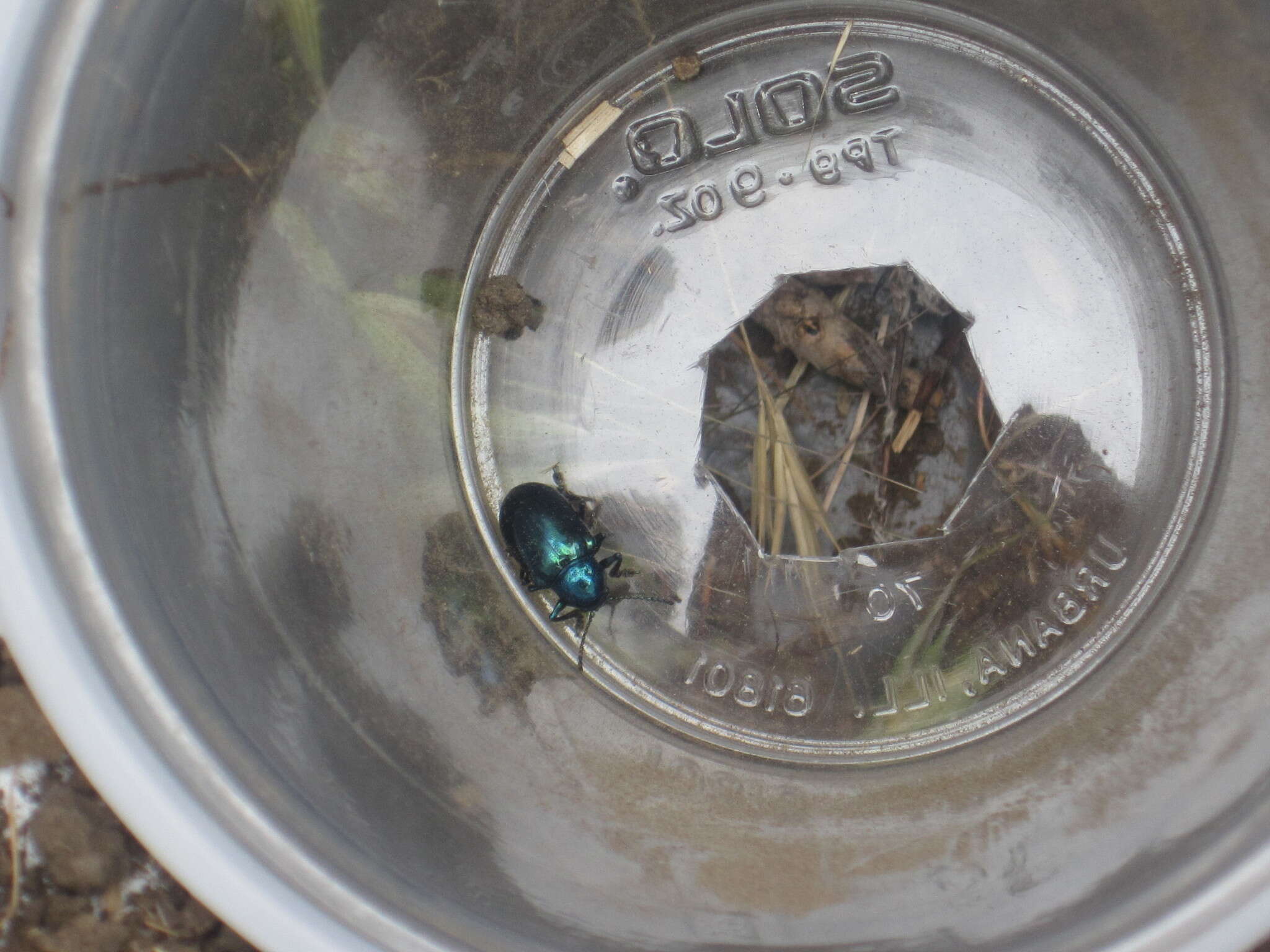 Image of Cobalt Milkweed Beetle