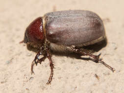 Image of <i>Phyllophaga vetula</i>