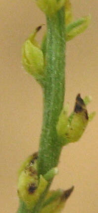 صورة Plukenetia africana Sond.