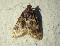 Image of Meal Moth