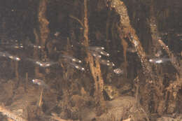 Imagem de Gobiopterus semivestitus (Munro 1949)