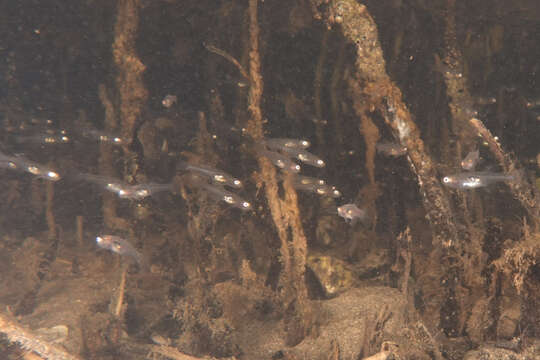 Image of Glass goby