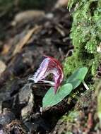 Image of Corybas taiwanensis T. P. Lin & S. Y. Leu