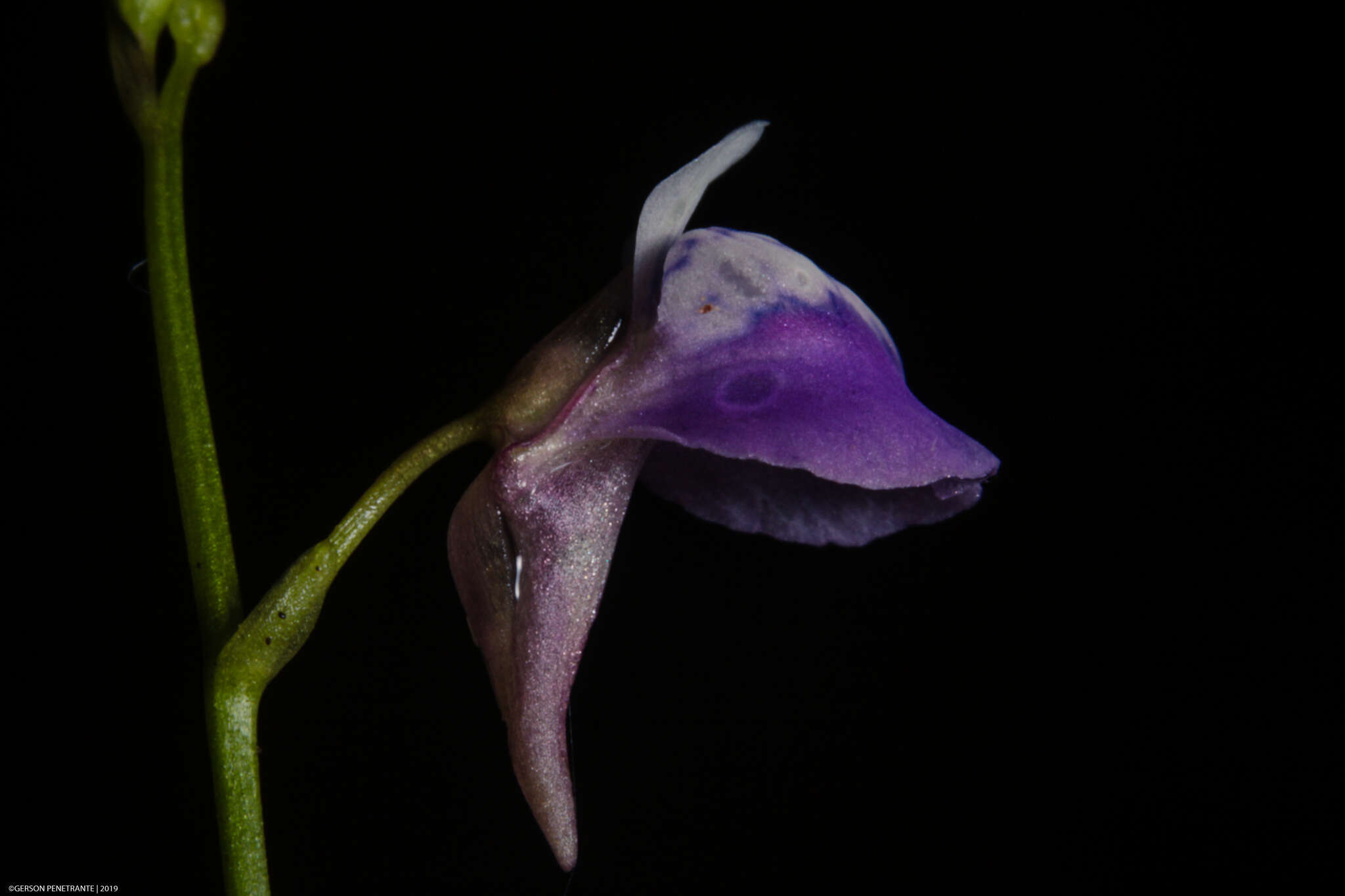 Image of Utricularia heterosepala Benj.