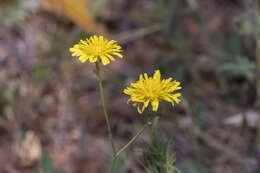 Image of Crepis commutata (Spreng.) W. Greuter