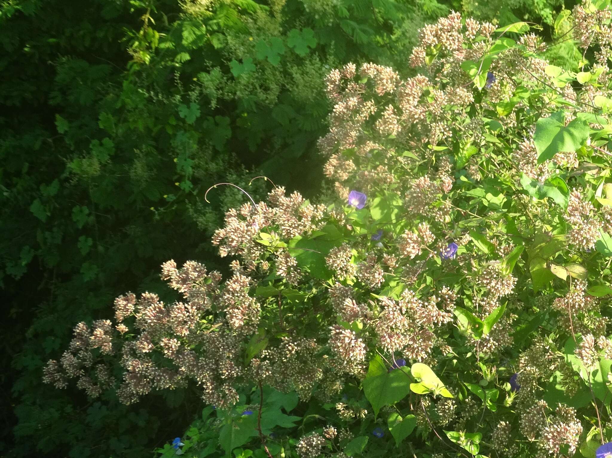 Sivun Salpianthus macrodontus Standl. kuva