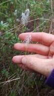 Image of alpine bulrush