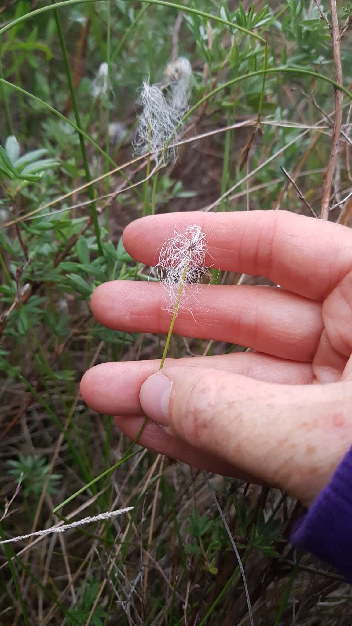 Trichophorum alpinum (L.) Pers. resmi