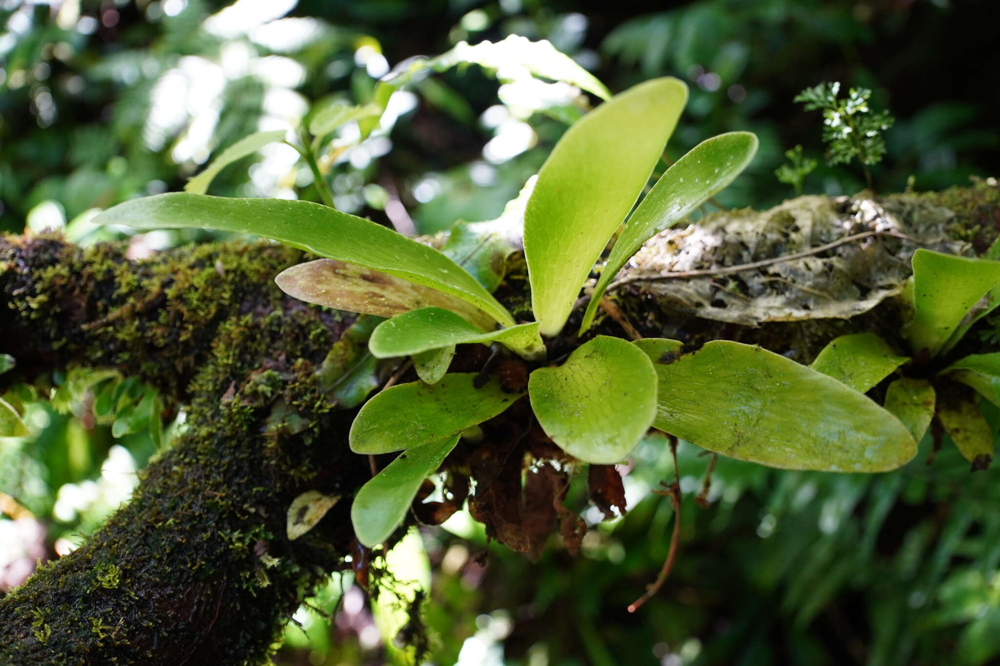 Слика од Antrophyopsis boryana (Willd.) Schuettp.