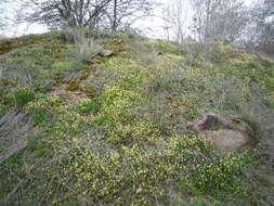 Слика од Viola hymettia Boiss. & Heldr.