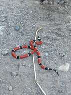 Image of West Mexican Coral Snake