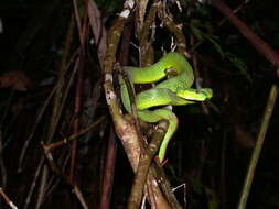 Image of Trimeresurus guoi Chen, Shi, Vogel & Ding 2021