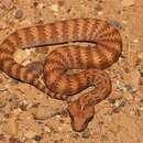 صورة Acanthophis rugosus Loveridge 1948