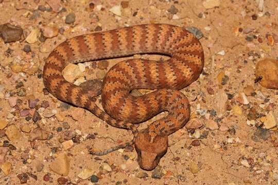 Image of Papuan Death Adder