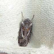 Agrotis vestigialis Hüfnagel 1766的圖片