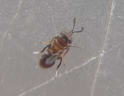 Image of Parasitoid wasp