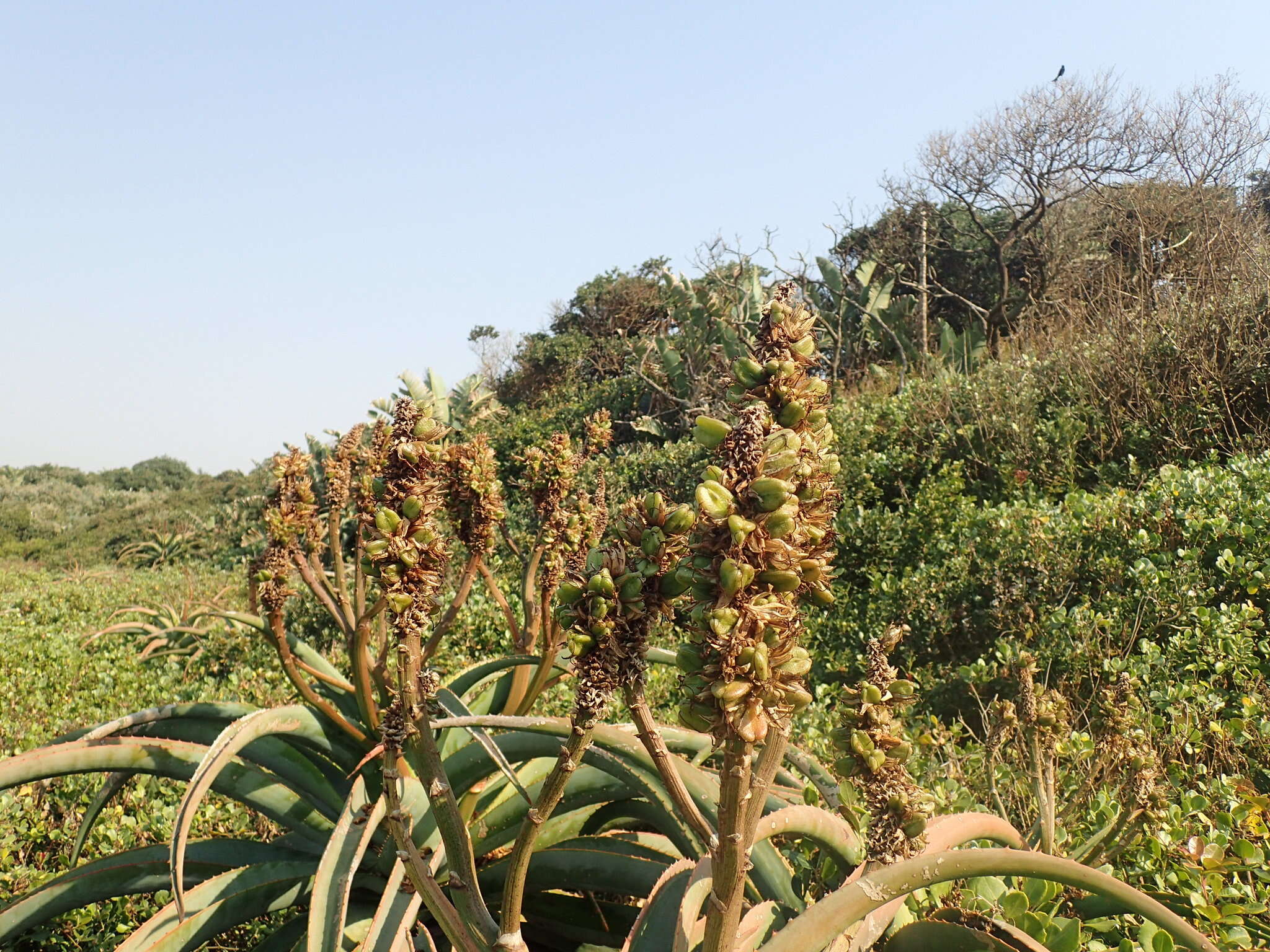 Aloe thraskii Baker resmi