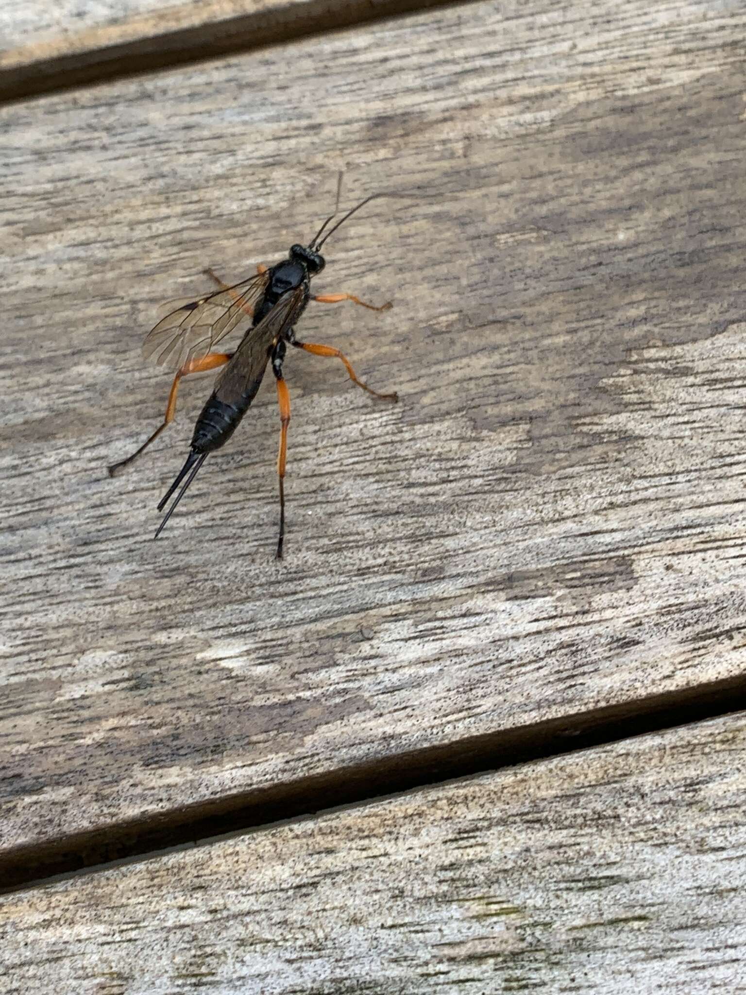 Image of Pimpla rufipes (Miller 1759)