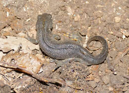 Image of Italian crested newt