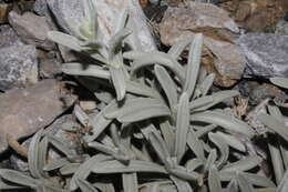 Image of Sideritis sipylea Boiss.