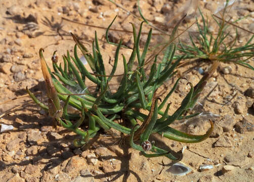 Image of Takhtajaniantha pusilla (Pall.) É. A. Nazarova