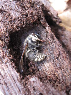 Image of Bald-faced Hornet