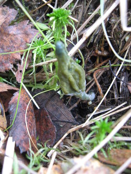 Image of green earth tongues