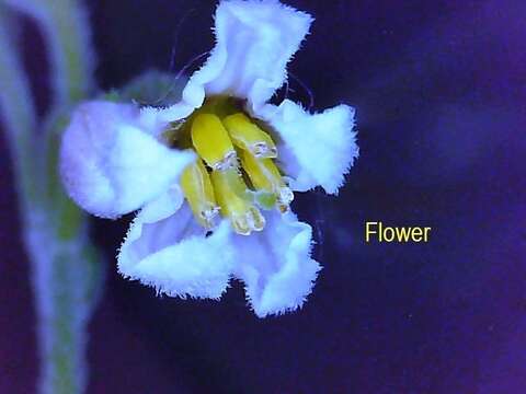 Image of Solanum chenopodioides Lamarck