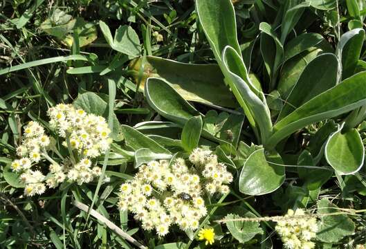 Image of Sheep'S-Ears