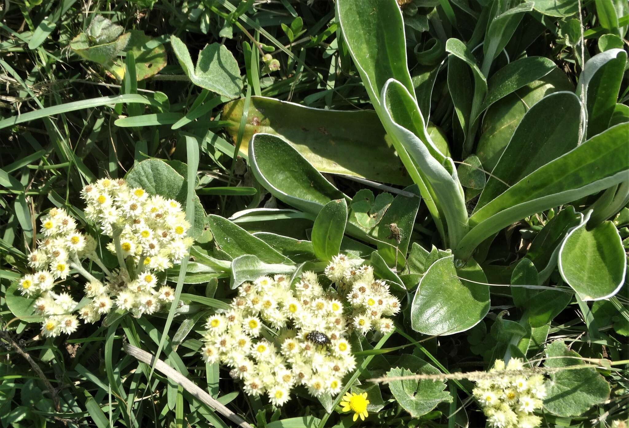 Sivun Helichrysum appendiculatum (L. fil.) Less. kuva