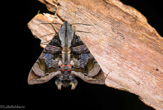 Image of Cuban Sphinx Moth