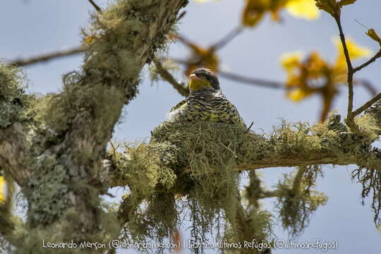 Image of Swallow-tailed Cotingas