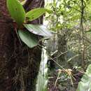 Imagem de Bulbophyllum macraei (Lindl.) Rchb. fil.