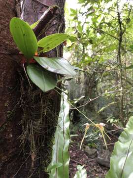 Image de Bulbophyllum macraei (Lindl.) Rchb. fil.