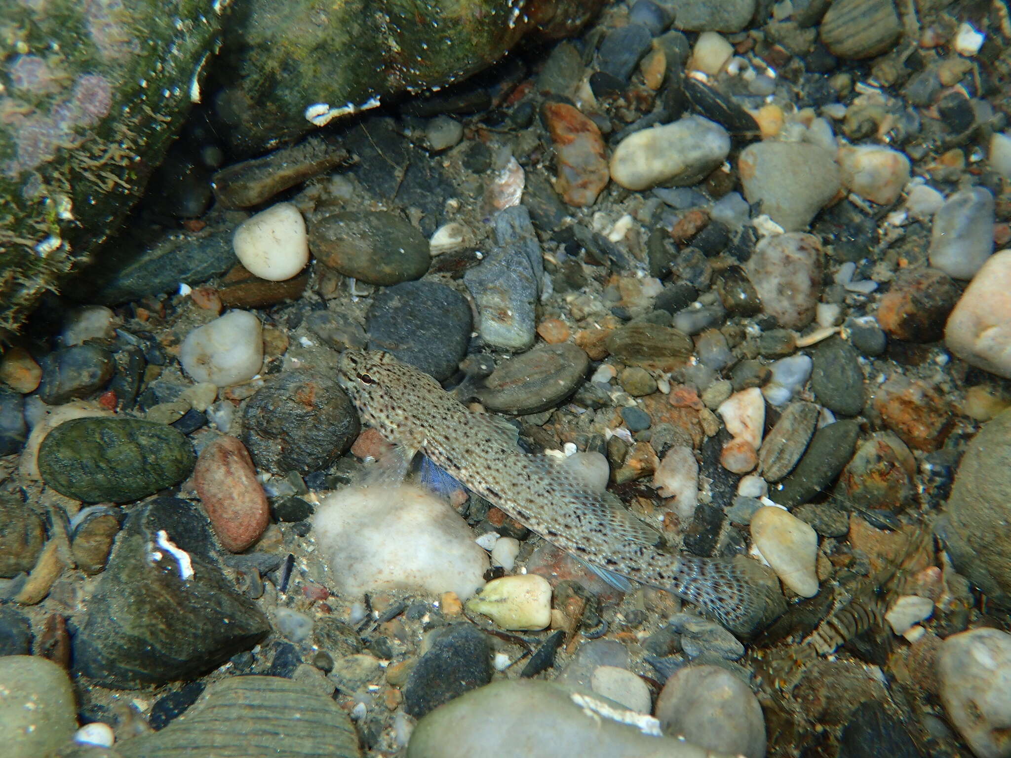 Image of Gobius incognitus Kovačić & Sanda 2016