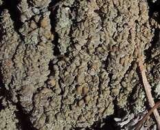 Image of cockleshell lichen