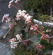 Plancia ëd Micranthes eriophora (S. Wats.) Small