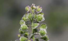 Image of Santa Cruz Island fringepod