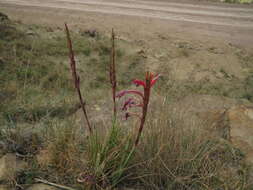 Imagem de Watsonia gladioloides Schltr.