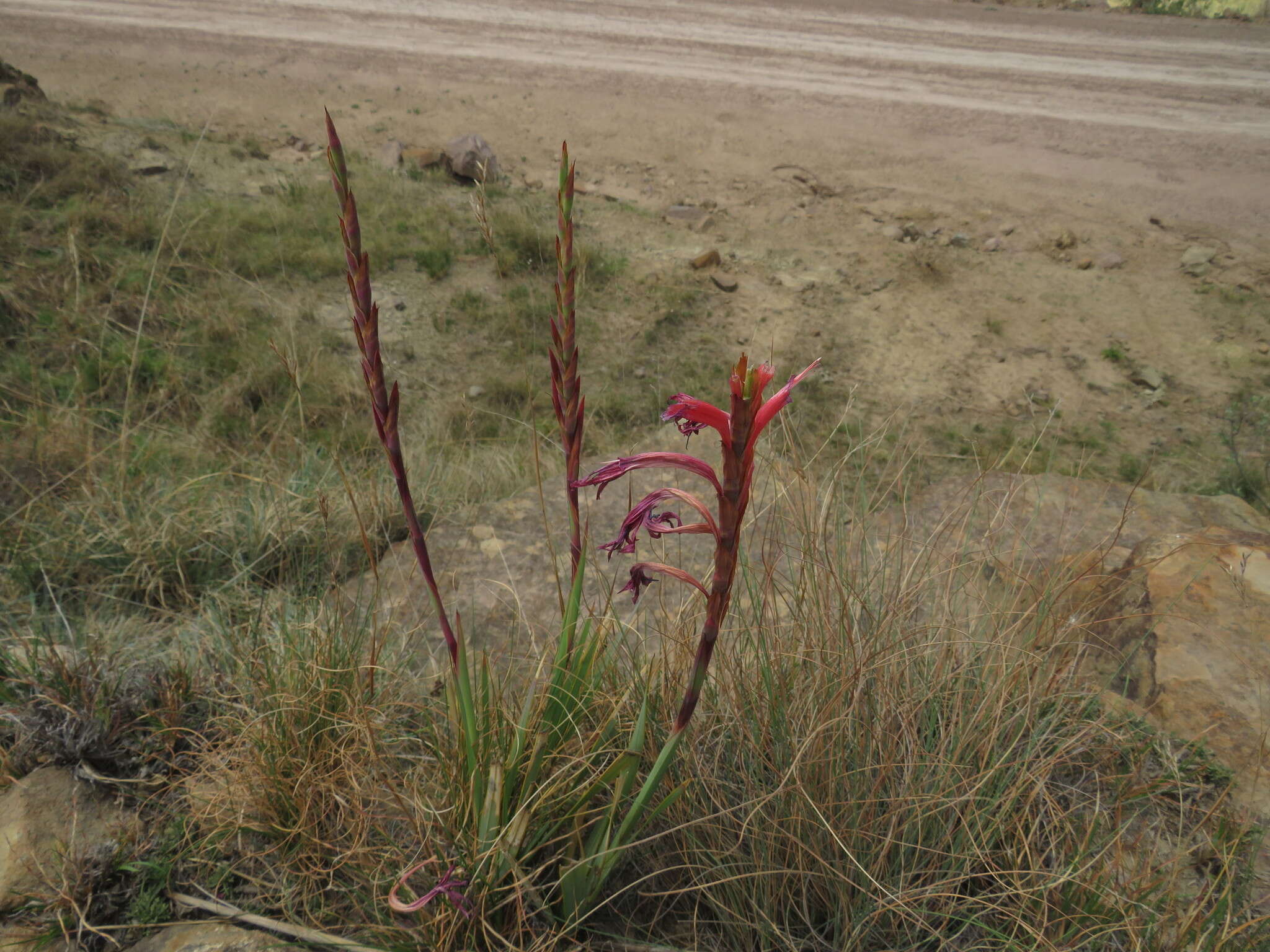 Imagem de Watsonia gladioloides Schltr.